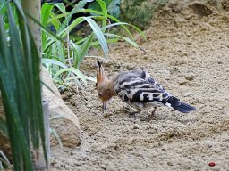 Tiergarten Schönbrunn am 23.03.2023